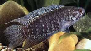 Octomat fascilatum (cnopoma fascilatum, mikrocenoma fascilatum)